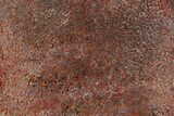 Polished Dinosaur Bone (Gembone) Slab - New Mexico #348871-1
